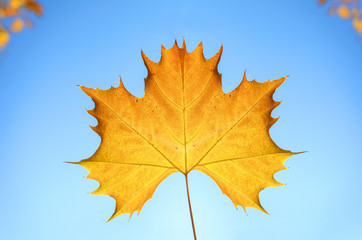 Fototapeta na wymiar Maple leaf against the blue sky.