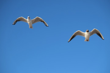 seagull