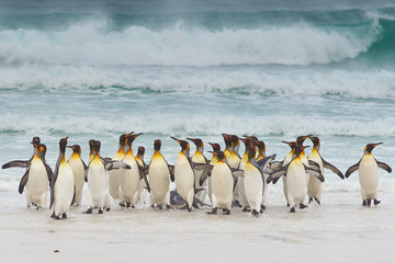 Obraz premium Large group of King Penguins (Aptenodytes patagonicus) come ashore after a short dip in a stormy South Atlantic at Volunteer Point in the Falkland Islands.