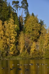 Canards géants dans un milieu paradisiaque à l'étang de la Ferme au parc Solvay de la Hulpe
