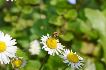 Obraz premium Bee and Flowers - Bee feasting on the purple flowers