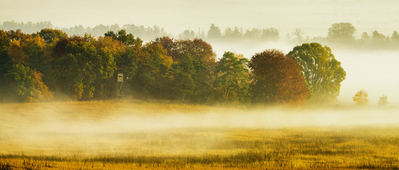 Fototapeta Poranne mgły spowijające jesienny las obraz