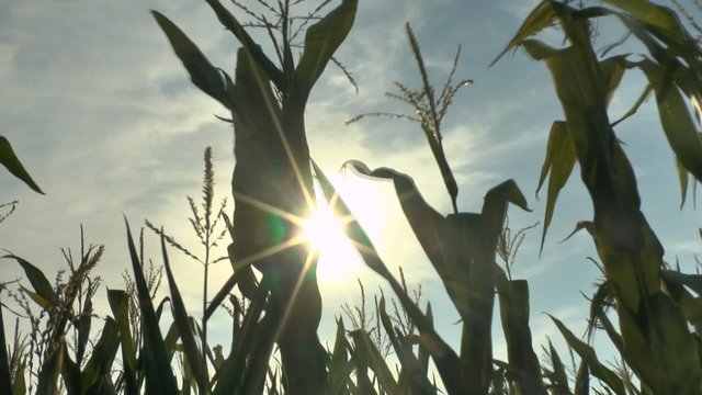 corn field in the wind 