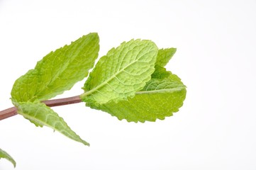 Fototapeta premium Mint leaves