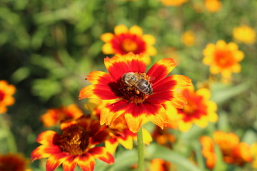 Red, orange and yellow 