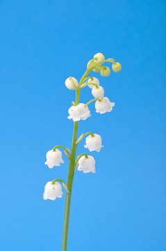 lily of the valley