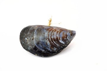 Mussel