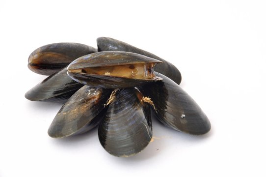 Mussel