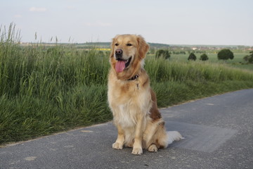 Hund am Feldweg