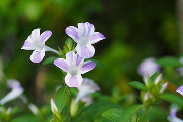 Florescent violet-white flower in garden 