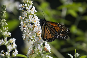 Fototapeta na wymiar Monarch Butterfly Feeding on White Butterfly Bush
