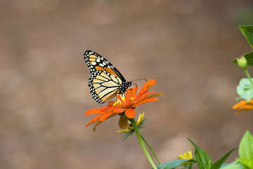 Monarch Butterfly on a Zinnia Flower
