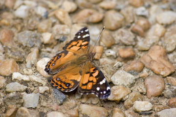 American Painted Lady Butterfly on Stones