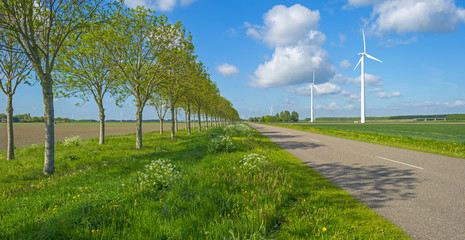 Row of trees along a road in spring