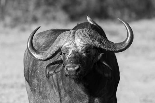 Cape buffalo standing in the open search for possible danger