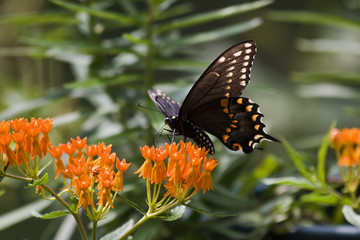 Black Pipevine Swallowtail Feeding on Orange Milkweed