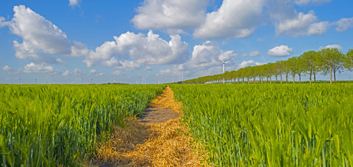 Green wheat on a field in spring © Naj