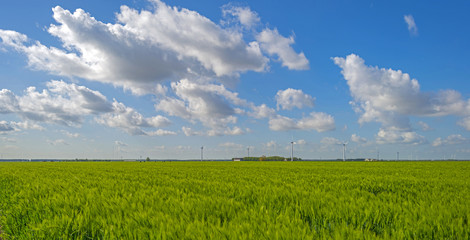Fototapeta premium Green wheat on a field in spring