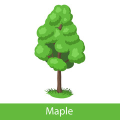 Maple cartoon tree