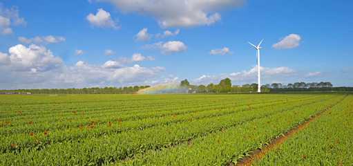 Tulips in a sunny field in spring