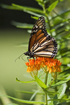 Monarch Butterfly Feeding on Milkweed