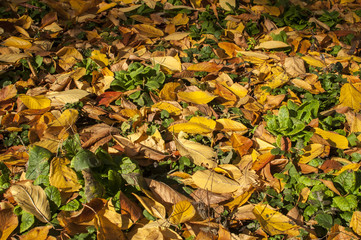 Garden lawn surface closeup in autumn day as background