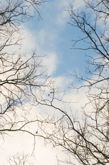 oak tree branches against blue sky