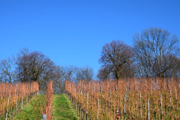 Fototapeta premium In den Weinbergen im Herbst