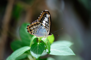 beautiful butterfly sitting on leaf