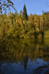 Séquoia géant émergeant des feuillages dorées à l'étang de la Ferme au parc Solvay de la Hulpe