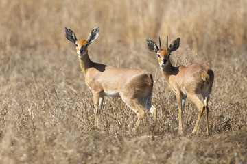 Naklejka premium Pair of steenbok walking together in dry grass looking back