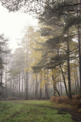 Pine forest Autumn Fall landscape foggy morning