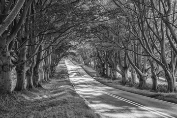 Black and white landscape image of road leading through Autumn F
