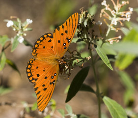 Obraz premium Gulf Fritillary Butterfly
