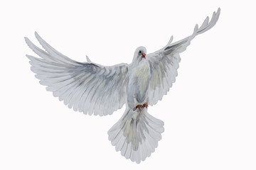 A free flying white dove