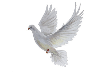A free flying white dove - 96030968