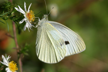 Cabbage White Butterfly on Tiny Daisies