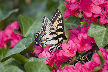 Butterfly Feeding on Springtime Azaleas