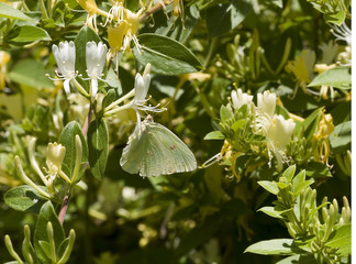Butterfly Feeding on Honeysuckle
