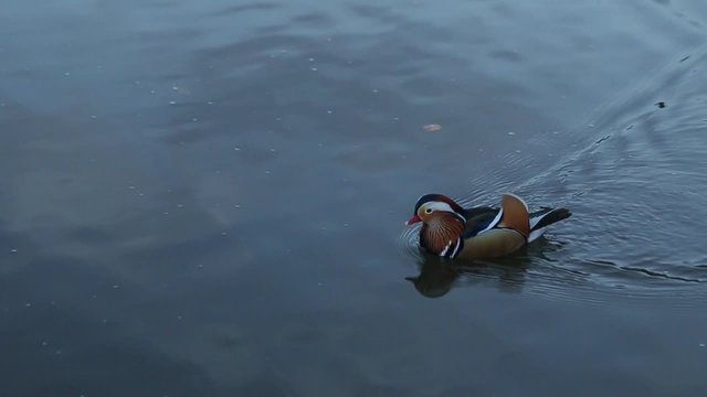 duck is swimming in the Lake with right to left