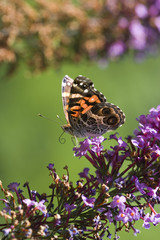 American Painted Lady Butterfly