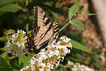 Obraz na płótnie Canvas Swallowtail Butterfly