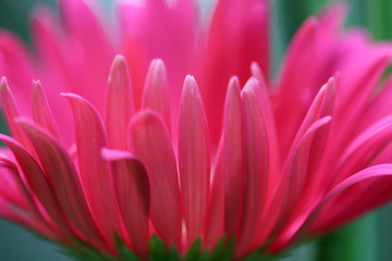 Pink Gerber Daisy Bud