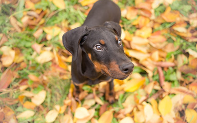 Portrait of a doberman pinscher puppy