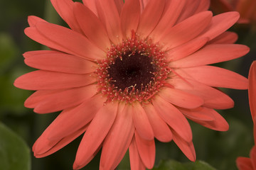 Gerber Daisy