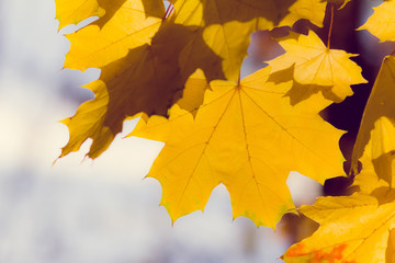 View of colorful leaves on a autumn trees in the sunshine.