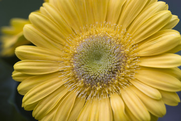 Yellow Gerber Daisy