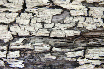 Texture / Bark of an old tree