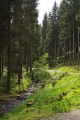 Coniferous forest in summer