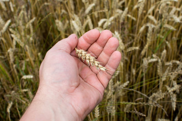 Close up of Hands from male farmer, checking grain.